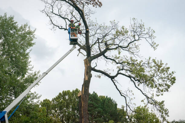 The Steps Involved in Our Tree Care Process in Northview, MI